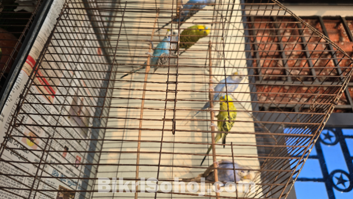 Budgerigar